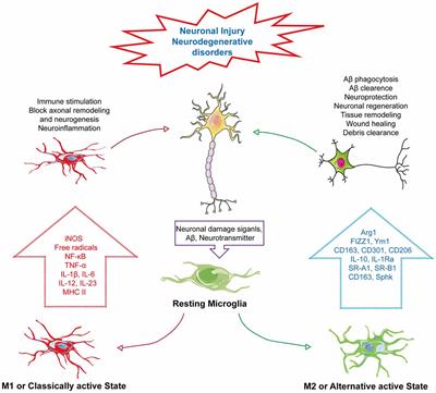 Importance of GPCR-Mediated Microglial Activation in Alzheimer’s Disease